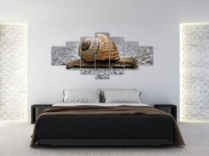 Ulita slimáka, obraz na stenu (Obraz 210x100cm)