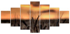 Detail pšenica, obraz (Obraz 210x100cm)