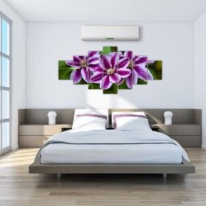 Súkvetia rastliny, obraz do bytu (Obraz 210x100cm)