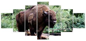 Obraz s americkým bizónom (Obraz 210x100cm)