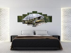 Obraz suchozemské korytnačky (Obraz 210x100cm)