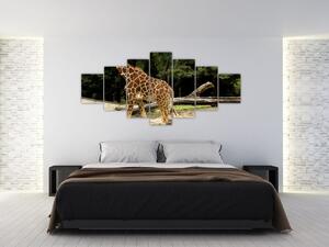Obraz žirafy (Obraz 210x100cm)