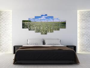 Pole pšenice - obraz (Obraz 210x100cm)