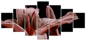 Detail kvety - obraz (Obraz 210x100cm)