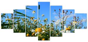 Obraz lúčnych kvetov (Obraz 210x100cm)