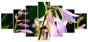 Kvety - obraz (Obraz 210x100cm)