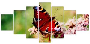 Motýľ - obraz (Obraz 210x100cm)