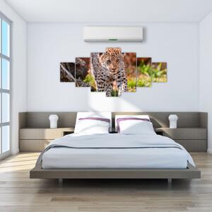 Mláďa leoparda - obraz do bytu (Obraz 210x100cm)