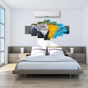 Papagáj - obraz (Obraz 210x100cm)
