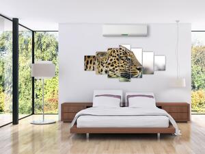 Leopard - obraz (Obraz 210x100cm)