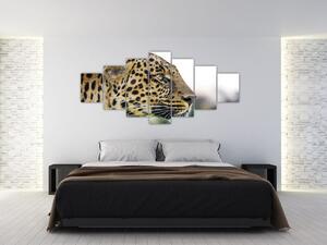 Leopard - obraz (Obraz 210x100cm)