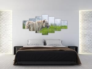 Tiger - obraz (Obraz 210x100cm)