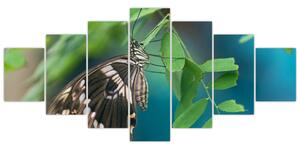 Motýľ - obraz (Obraz 210x100cm)