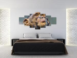 Opica - obrazy (Obraz 210x100cm)