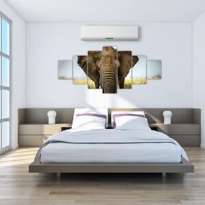 Slon - obraz (Obraz 210x100cm)