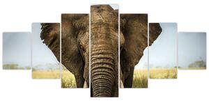 Slon - obraz (Obraz 210x100cm)