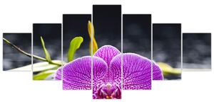 Kvet orchidey - obraz (Obraz 210x100cm)