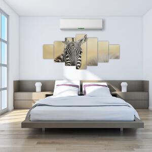 Zebra - obraz (Obraz 210x100cm)