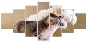 Mačiatko a šteňa - obraz (Obraz 210x100cm)