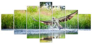 Fotka loviaceho orla - obraz (Obraz 210x100cm)
