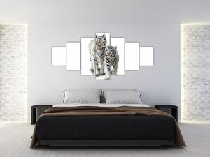 Tiger biely - obraz (Obraz 210x100cm)