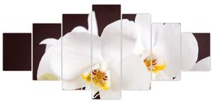 Orchidea - obraz (Obraz 210x100cm)