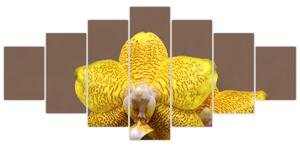 Žltá orchidea - obraz (Obraz 210x100cm)