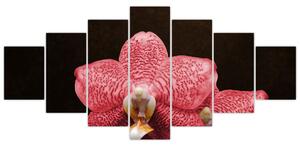 Ružová orchidea - obraz (Obraz 210x100cm)