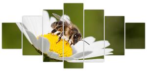 Včela na sedmokráske - obraz (Obraz 210x100cm)