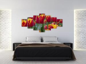 Tulipánové polia - obraz (Obraz 210x100cm)