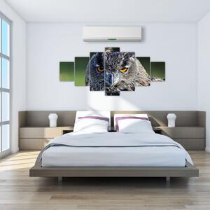 Sova - obraz (Obraz 210x100cm)
