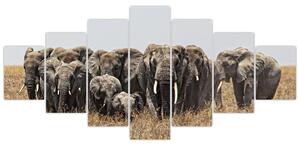 Stádo slonov - obraz (Obraz 210x100cm)