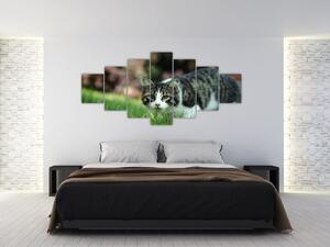 Obraz mačky (Obraz 210x100cm)