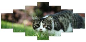 Obraz mačky (Obraz 210x100cm)