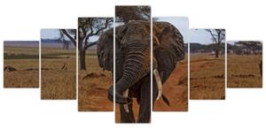 Obraz slona (Obraz 210x100cm)