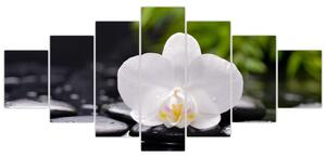 Fotka kvetu orchidey - obraz autá (Obraz 210x100cm)