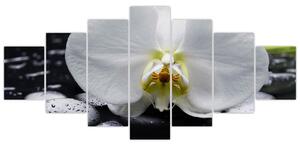 Kvet orchidey - obraz na stenu (Obraz 210x100cm)