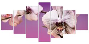 Moderné obrazy - orchidea (Obraz 210x100cm)