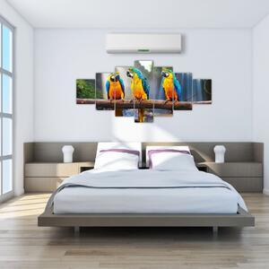 Obraz - papagáje (Obraz 210x100cm)