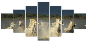 Cválajúca kone, obraz (Obraz 210x100cm)