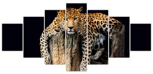 Leopard, obraz (Obraz 210x100cm)