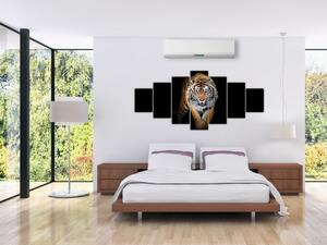 Tiger, obraz (Obraz 210x100cm)