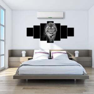 Tiger čiernobiely, obraz (Obraz 210x100cm)