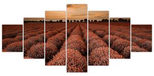 Kvetinové pole - obraz (Obraz 210x100cm)