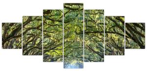 Aleje stromov - obraz (Obraz 210x100cm)