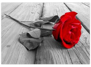Obraz ruže s červeným kvetom (Obraz 60x40cm)