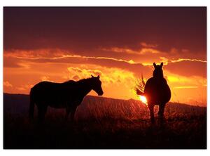 Obraz - kone pri západe slnka (Obraz 60x40cm)