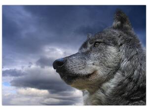 Obraz vlka (Obraz 60x40cm)