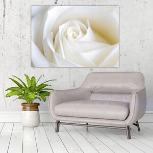 Obraz biele ruže (Obraz 60x40cm)