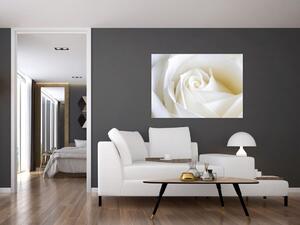 Obraz biele ruže (Obraz 60x40cm)